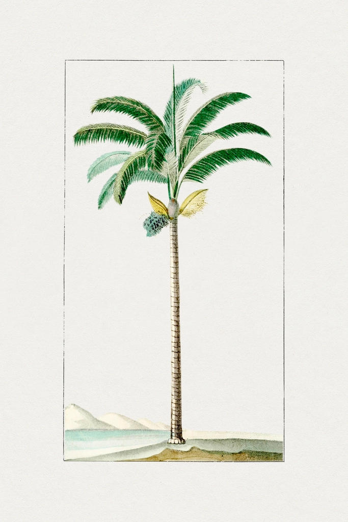 Hand drawn palm tree