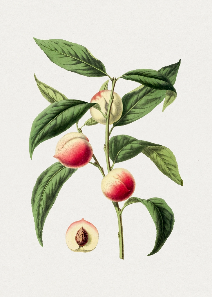 Hand drawn peach. Original Biodiversity
