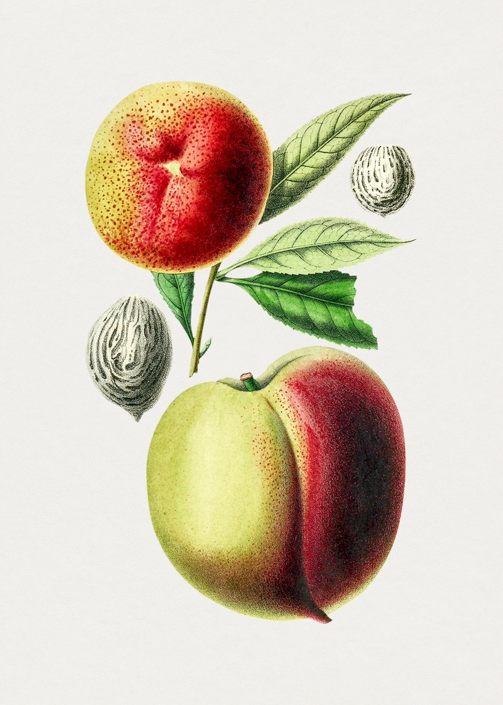 Hand drawn peach. Original Biodiversity