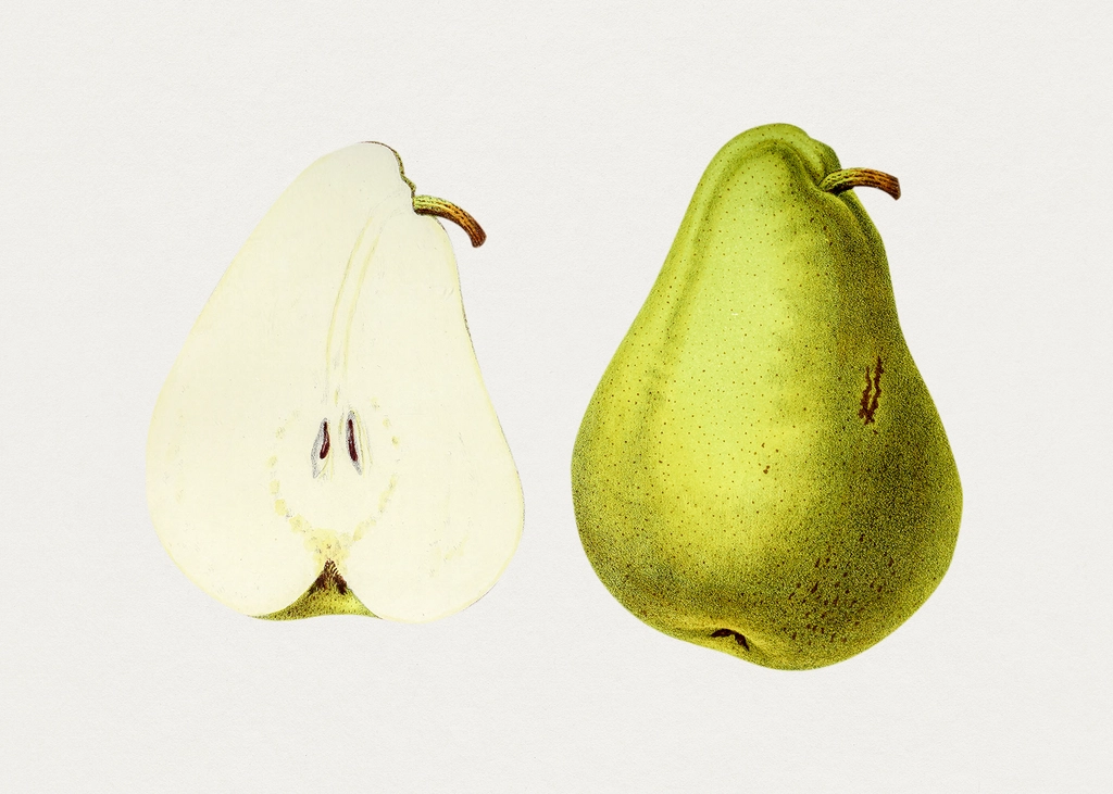 Hand drawn pear. Original Biodiversity