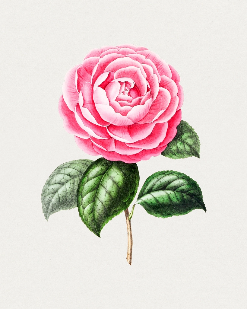 Hand drawn pink camellia