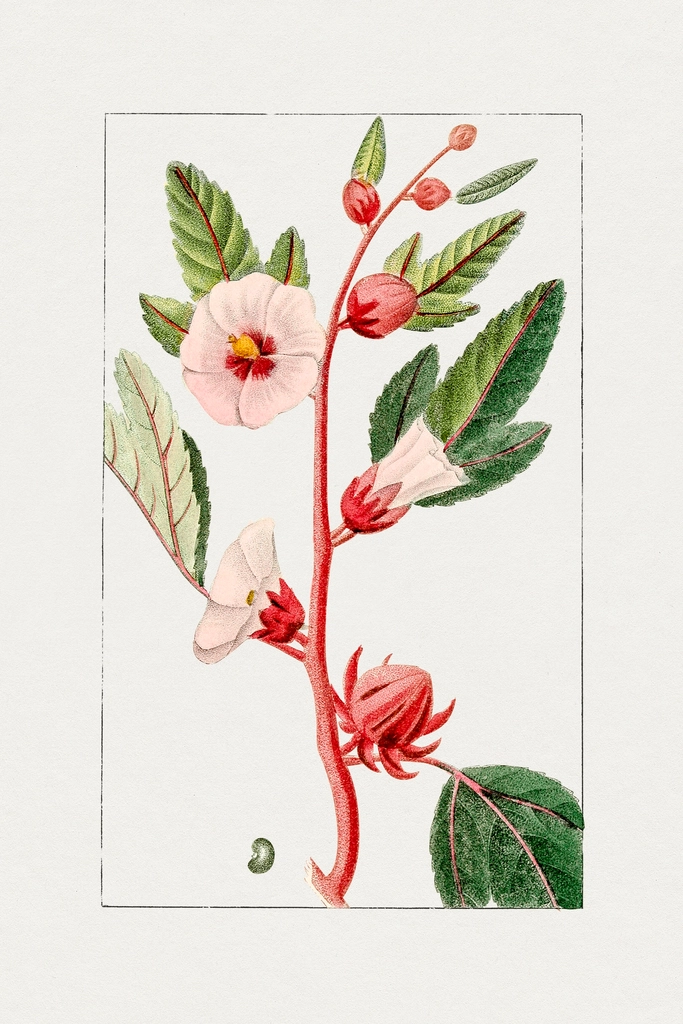 Hand drawn pink hibiscus