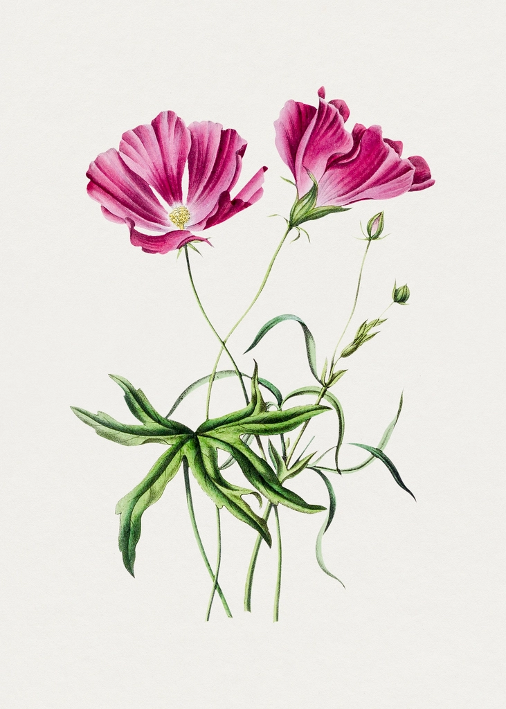 Hand drawn pink poppy