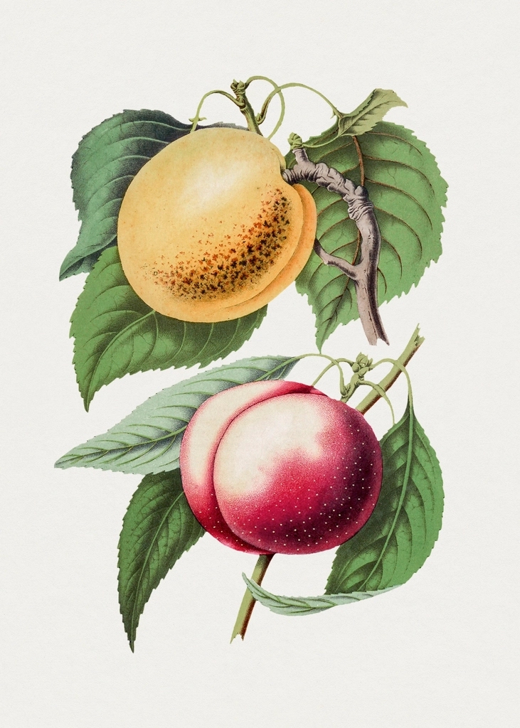 Hand drawn plum. Original Biodiversity