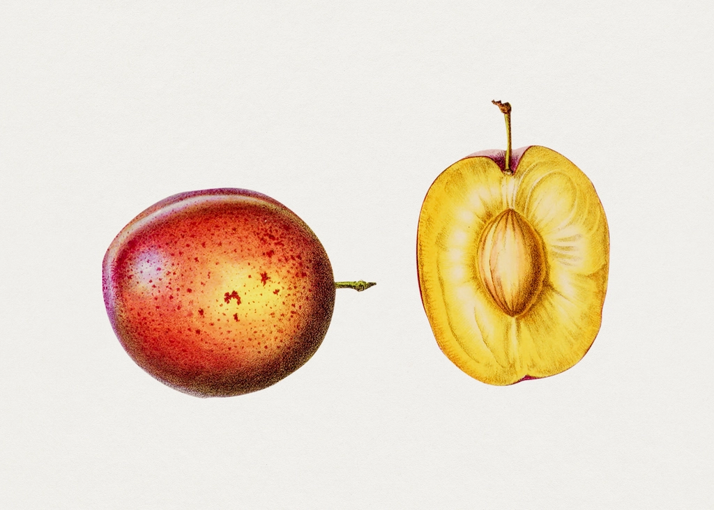 Hand drawn plum. Original Biodiversity