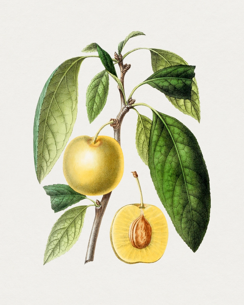 Hand drawn plum. Original Biodiversity
