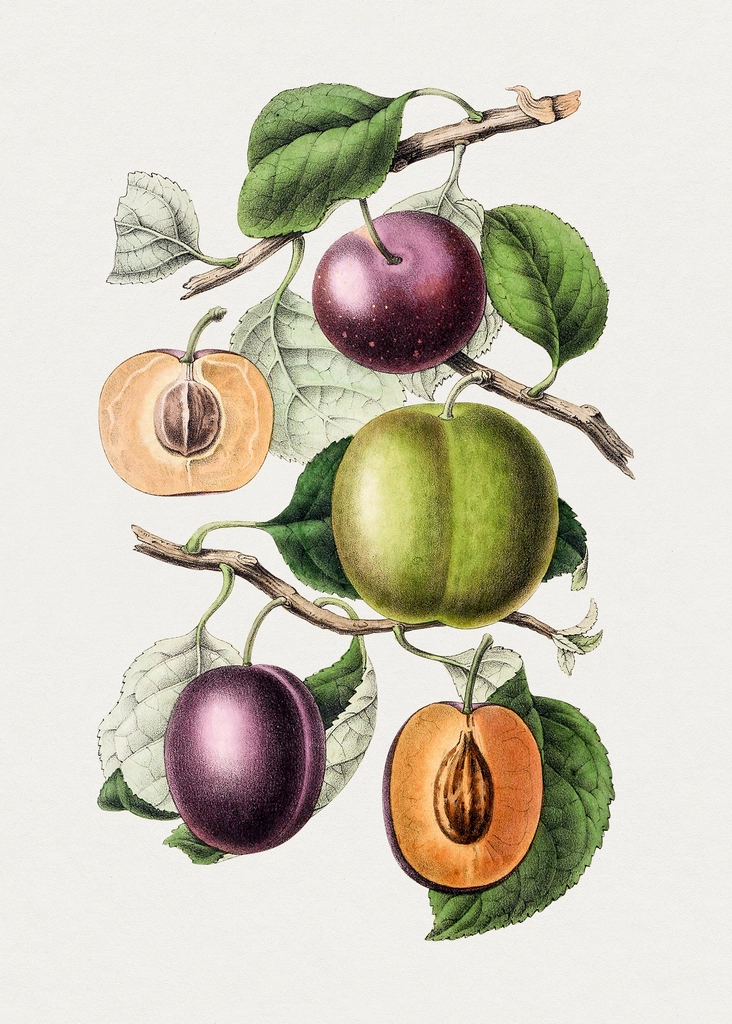 Hand drawn plums. Original Biodiversity
