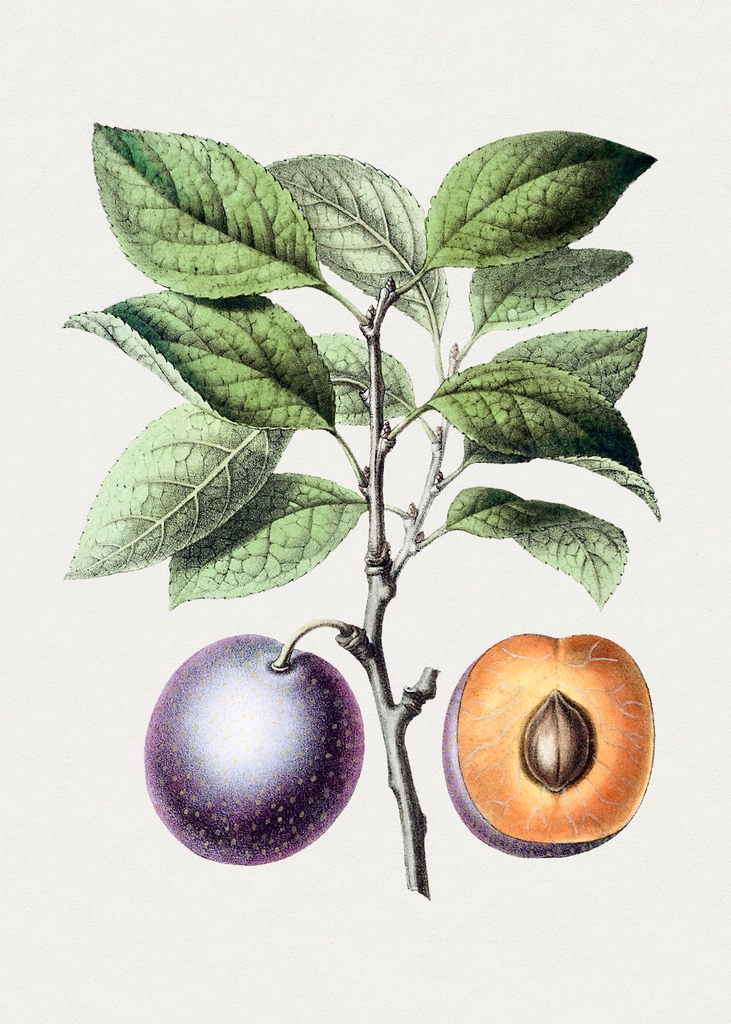 Hand drawn purple plum