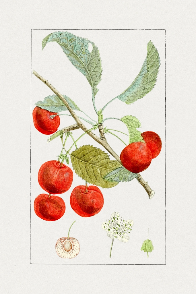 Hand drawn red cherries