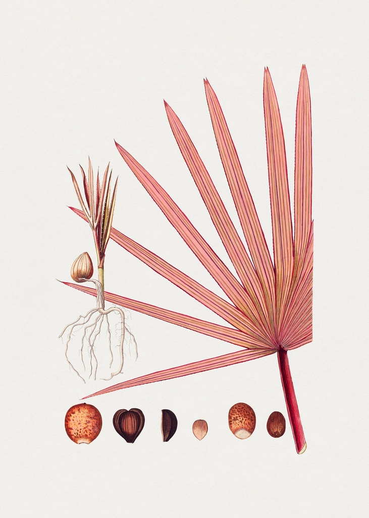 Hand drawn red latan palm