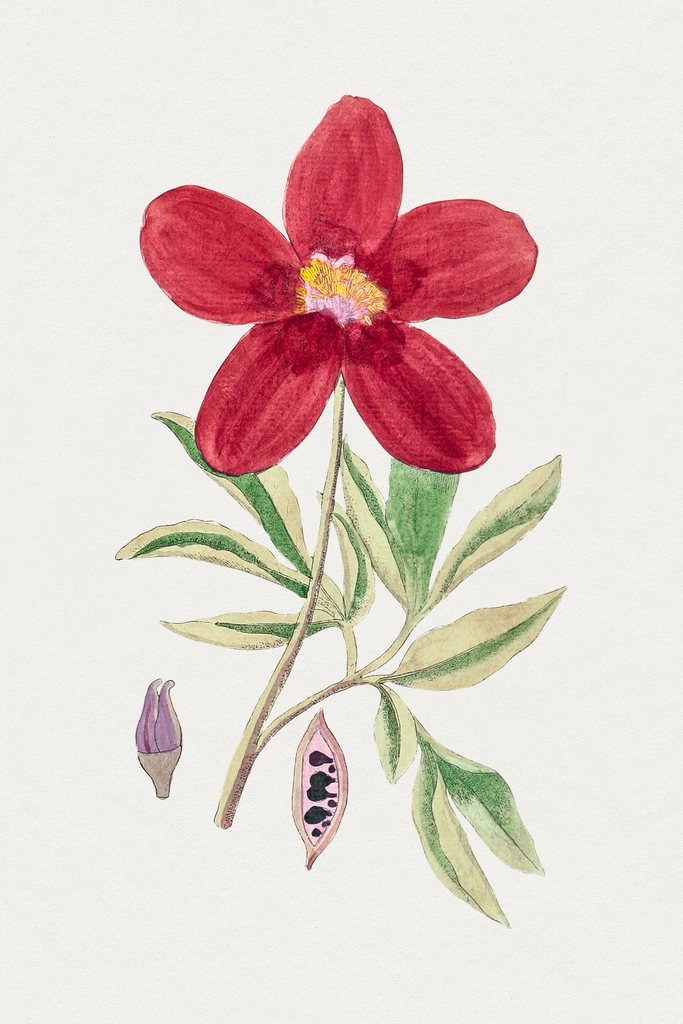 Hand drawn red peony