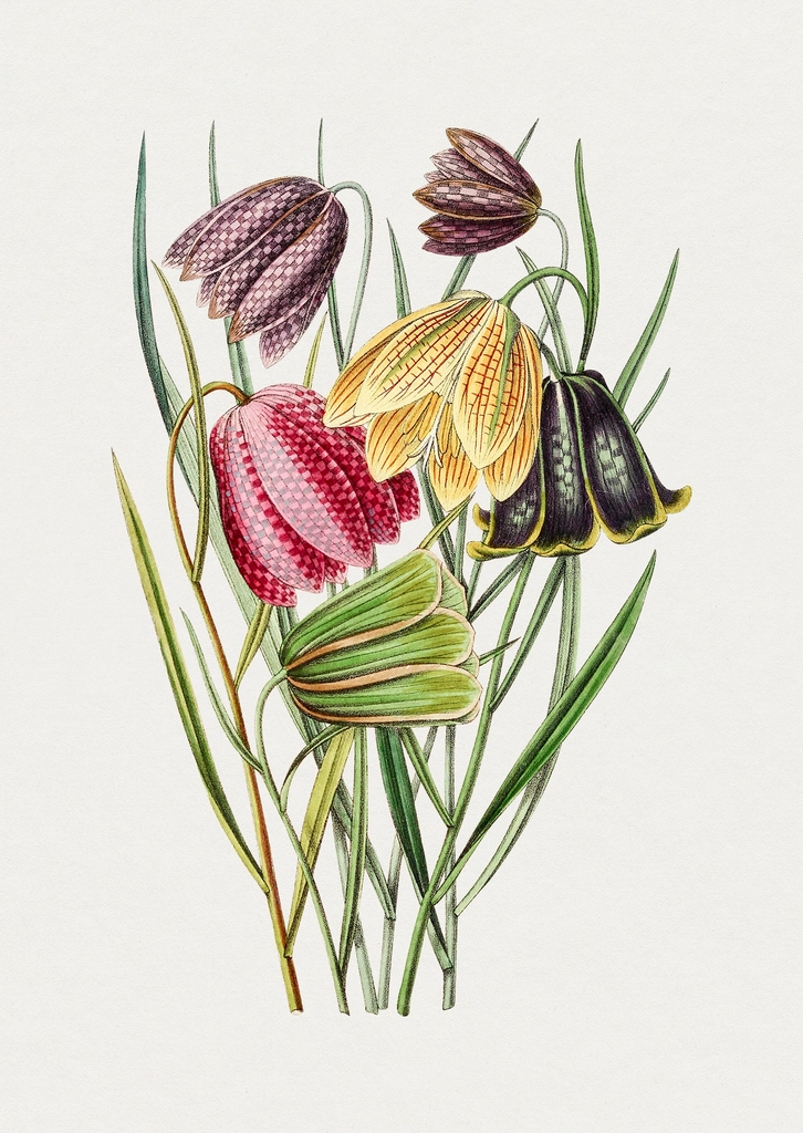 Hand drawn snake's head fritillary