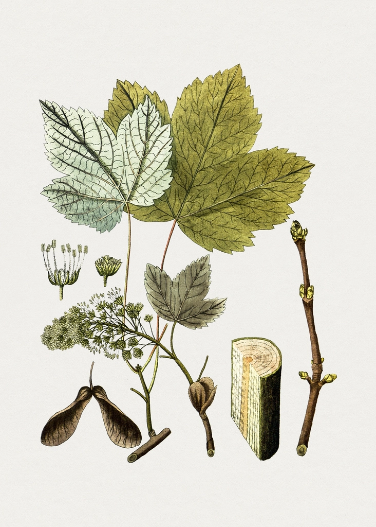 Hand drawn sycamore maple