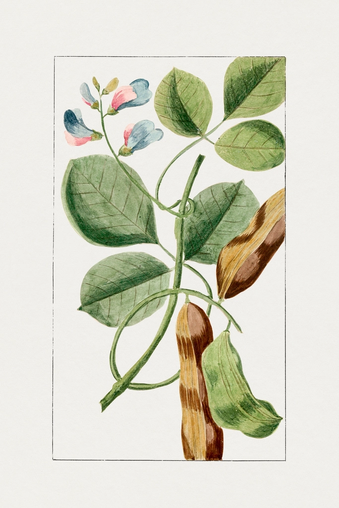 Hand drawn tamarind. Original Biodiversity