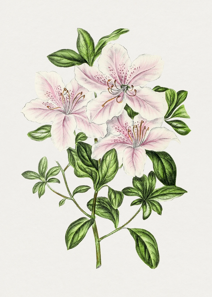 Hand drawn white azaleas flower