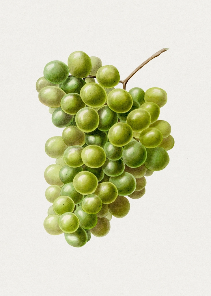 Hand drawn white grapes