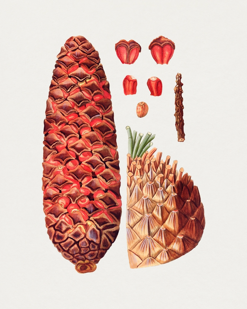 Hand drawn zamia cycdifolia cone