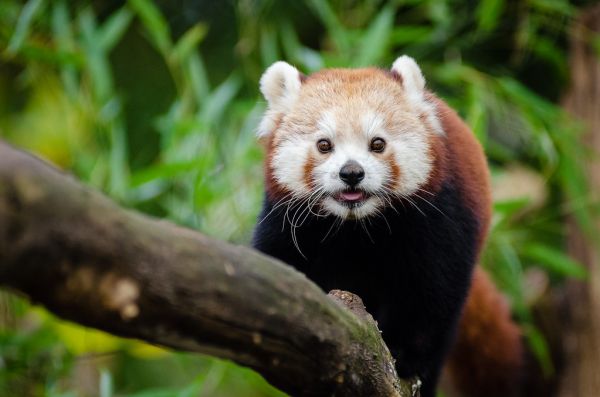 Happy Panda