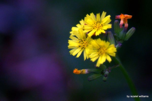 Have a Divine Day and Night with Love and Light IMG_0853