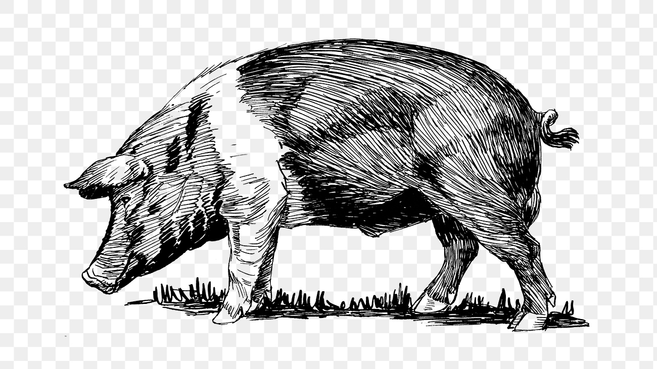 Hog png line art animal