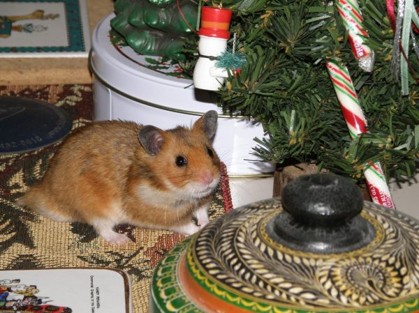 Holiday Hamster
