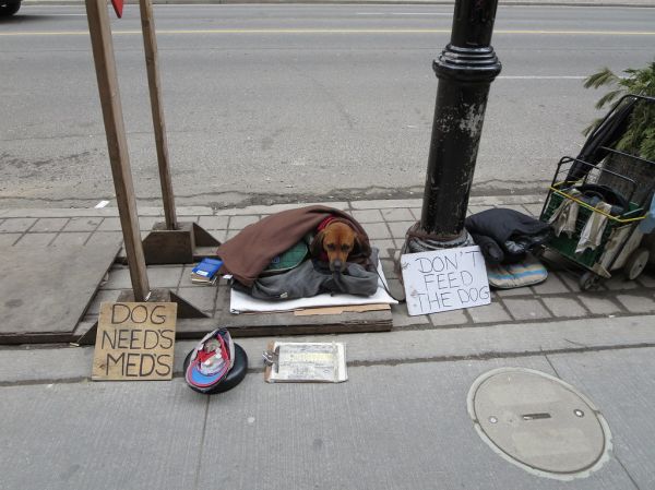 Homeless Dog on Bay Street