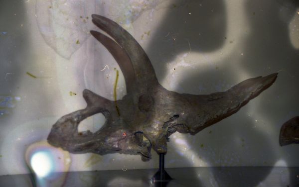 Horns