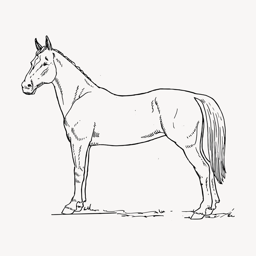 Horse hand drawn clipart, animal