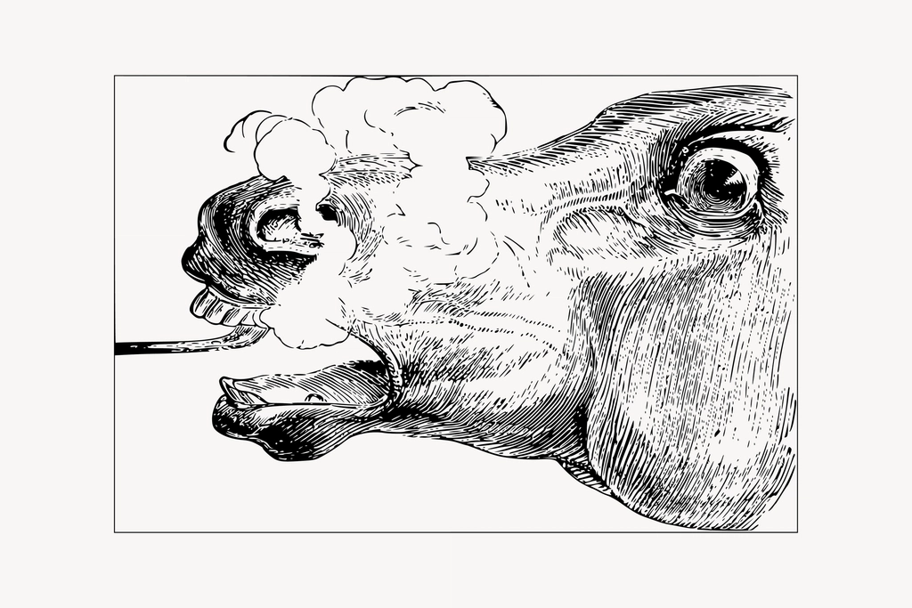 Horse head clipart, drawing illustration