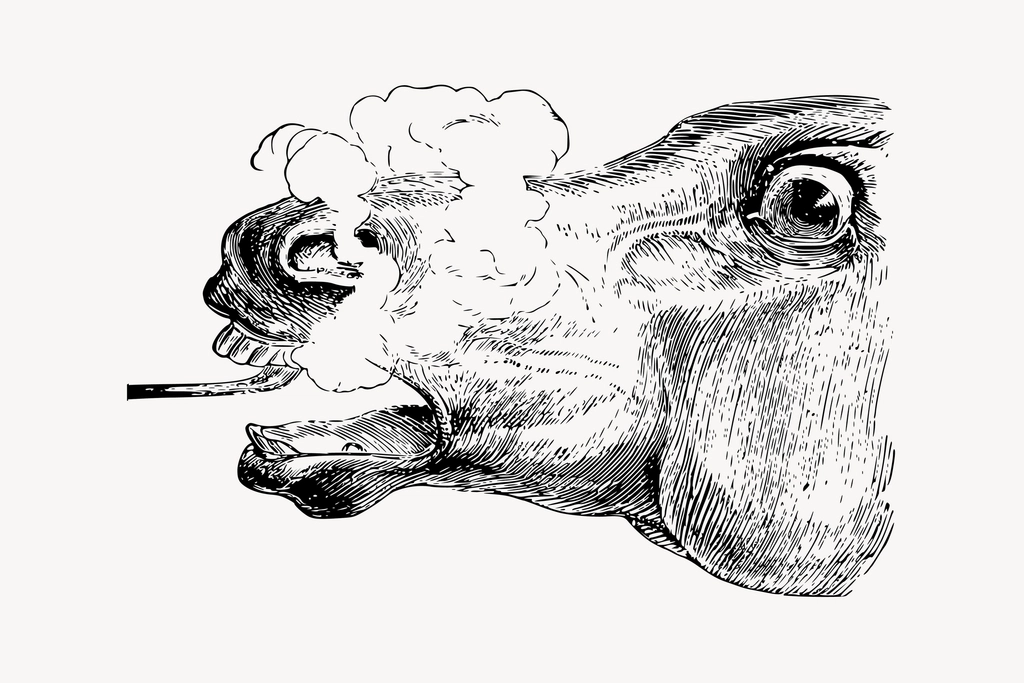 Horse head clipart, drawing illustration