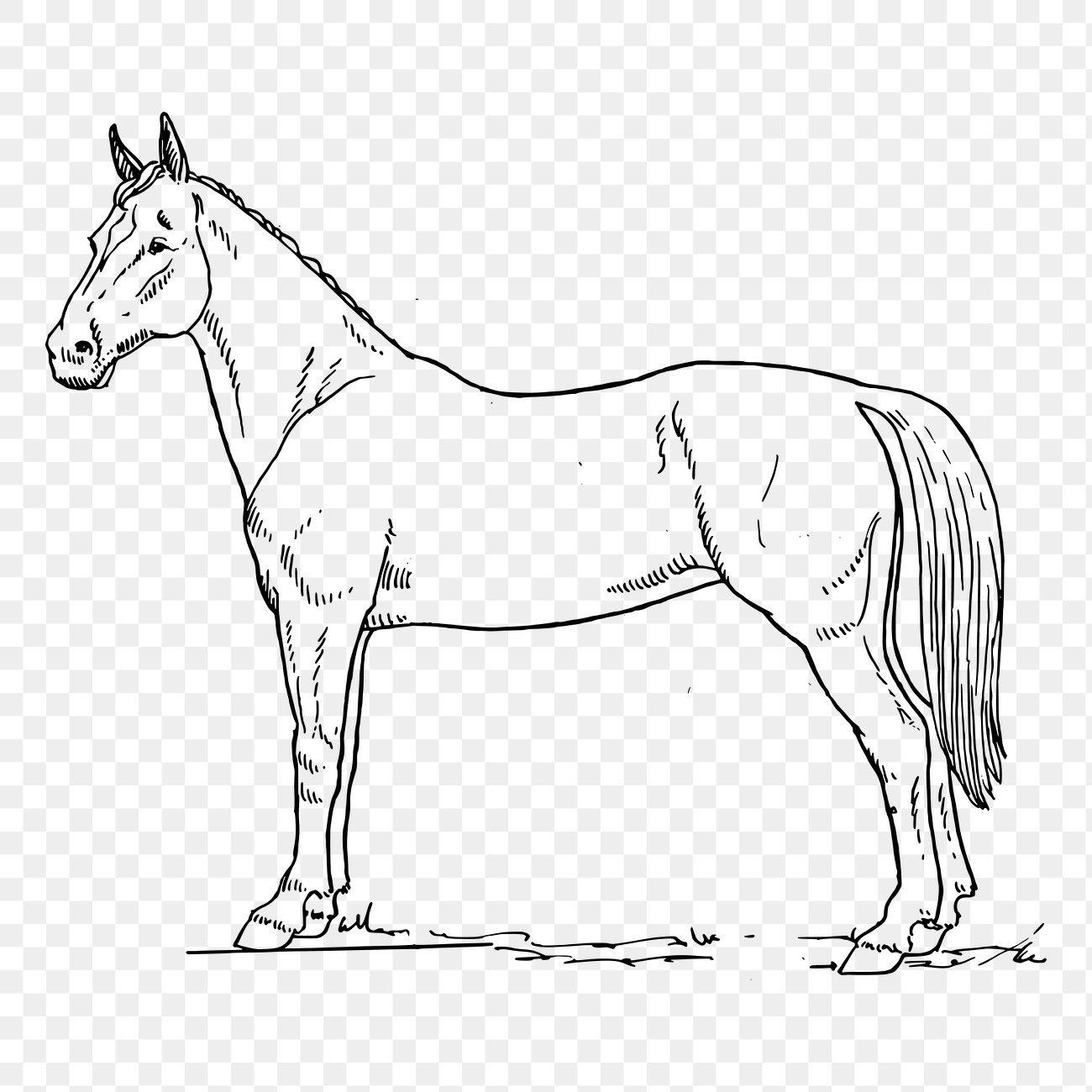 Horse line art png clipart