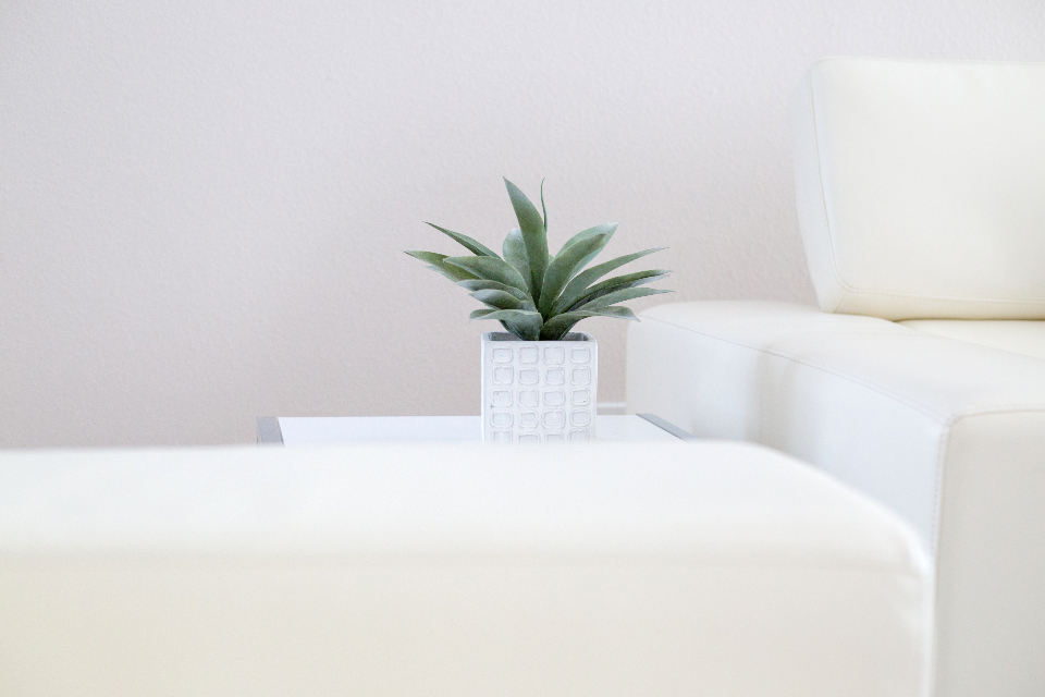House Plant