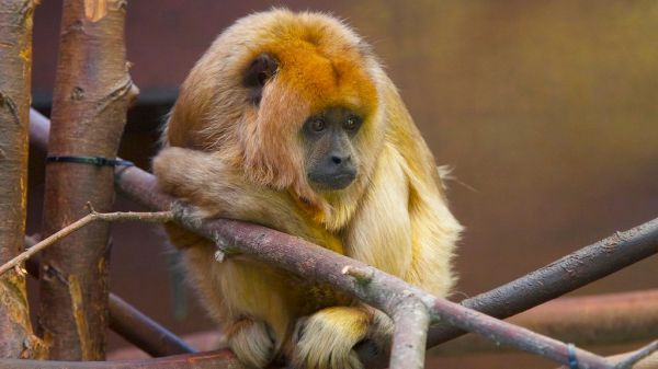 Howler Monkey