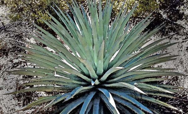 HUACHUCA MOUNTAINS, Hunter Canyon, AZ - (1-25-2019) -01 WATERCOLOR