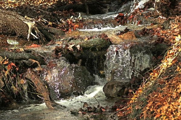 HUACHUCA MTS, Ramsey Canyon, cochise Co, AZ (3-25-2019) -04 WATERCOLOR