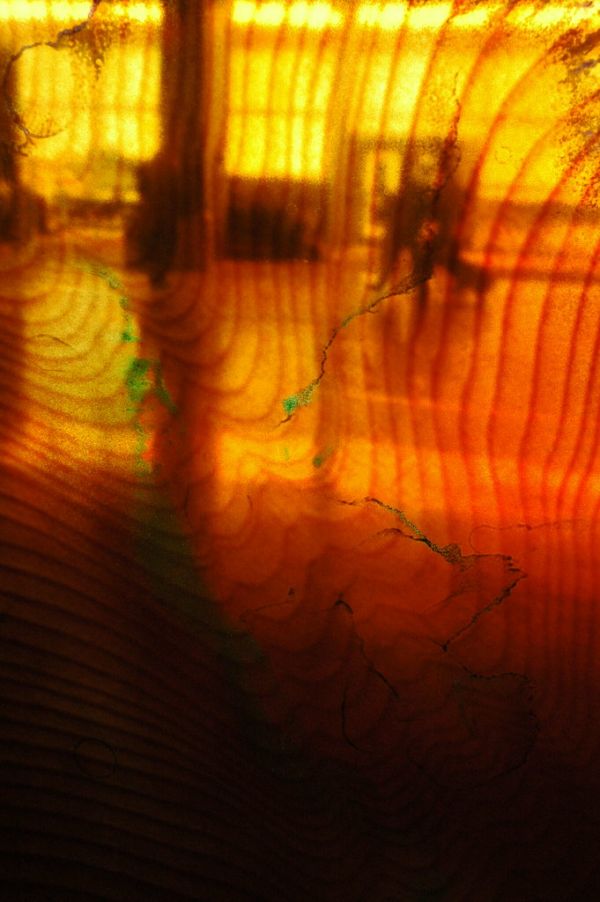 Human behavior from inside the tree's point of view