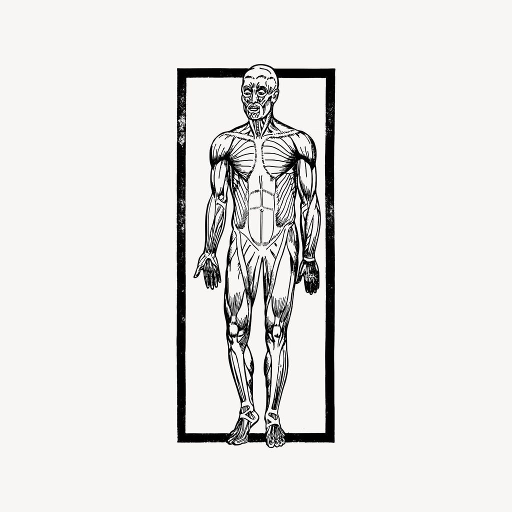 Human muscles clipart, drawing illustration