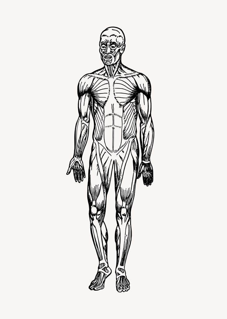Human muscles clipart, drawing illustration