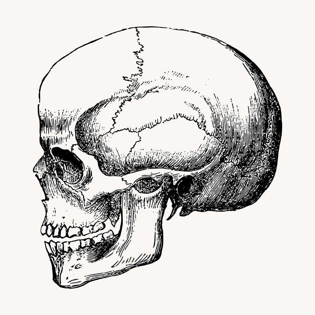 Human skull, vintage hand drawn