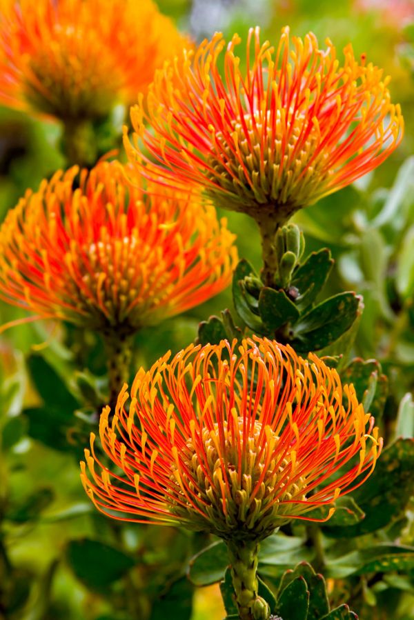 In San-Francisco Botanical Garden