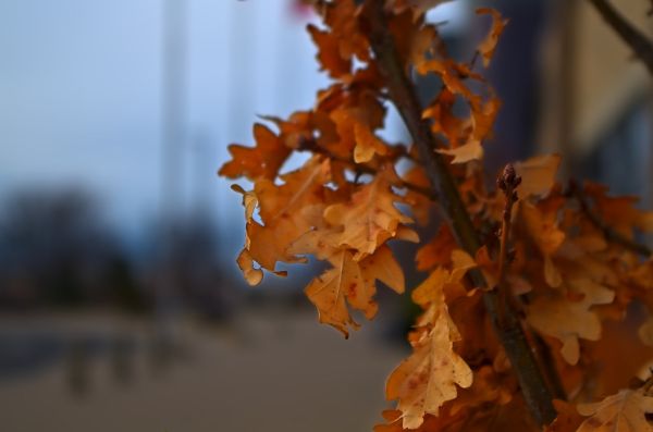 In Search of Spring #4