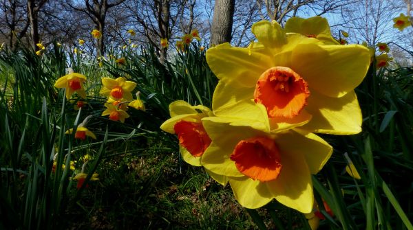 In the daffodil garden.