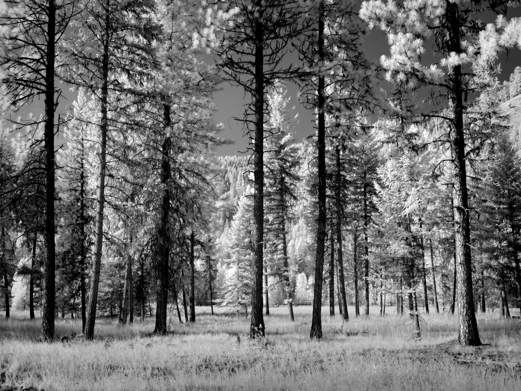 Infrared view forest trees Montana