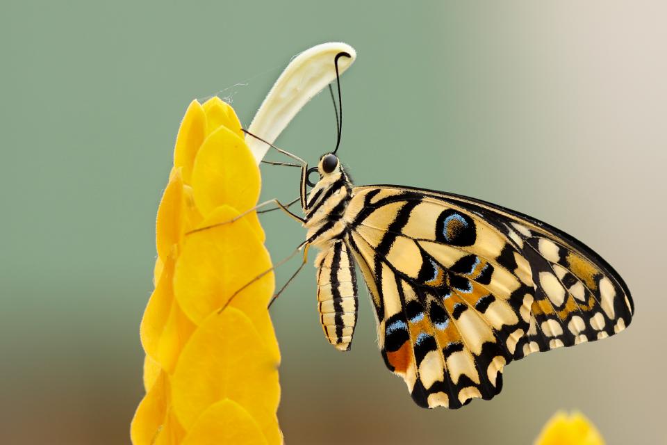 Insects Butterfly