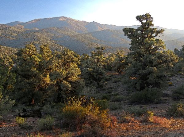 INYO BRISTLECONES & CAMPSITE (8-13-2017) - 33b WATERCOLOR
