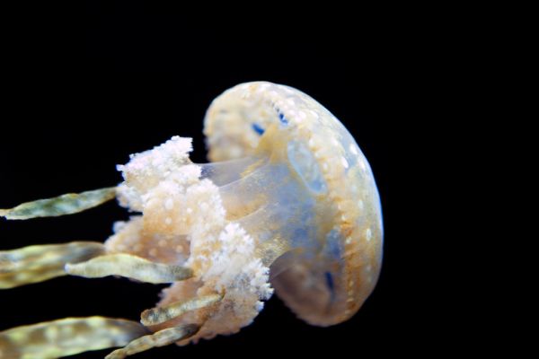 Jelly Fish On Black