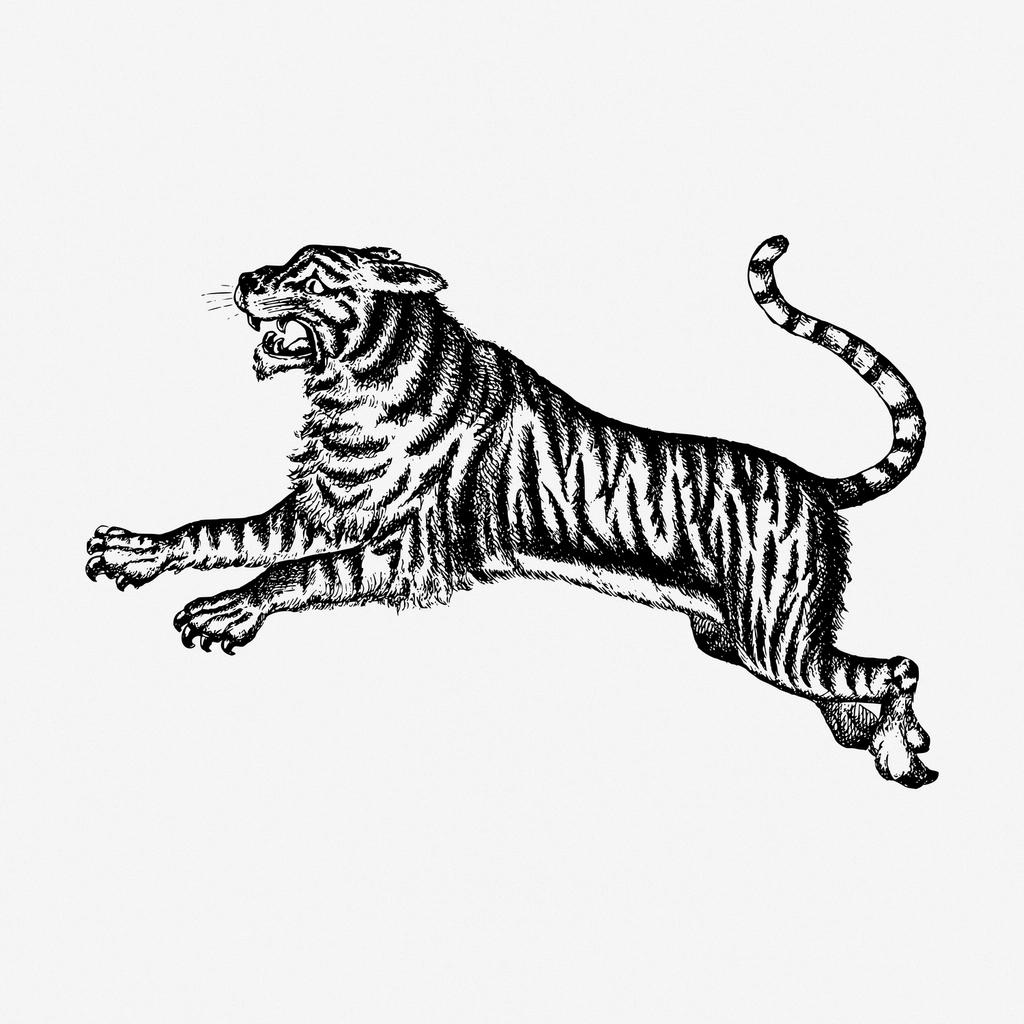 Jumping tiger hand drawn illustration