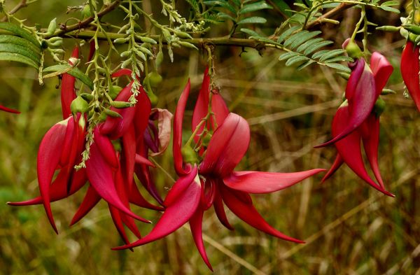 Kaka beak.