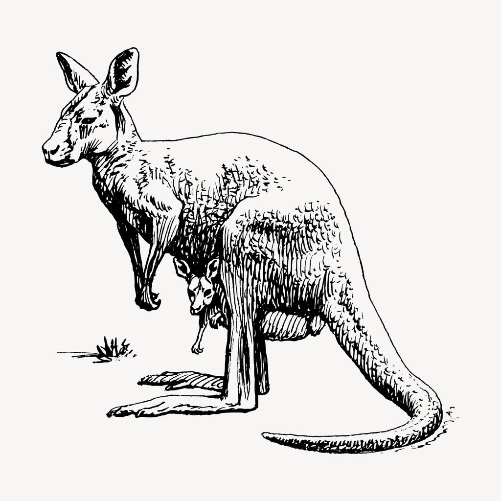 Kangaroo hand drawn clipart, animal