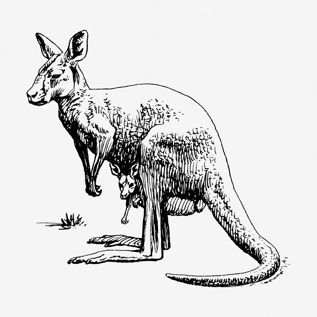 Kangaroo hand drawn illustration